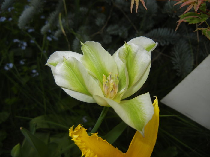 Tulipa Spring Green (2016, April 14) - Tulipa Spring Green