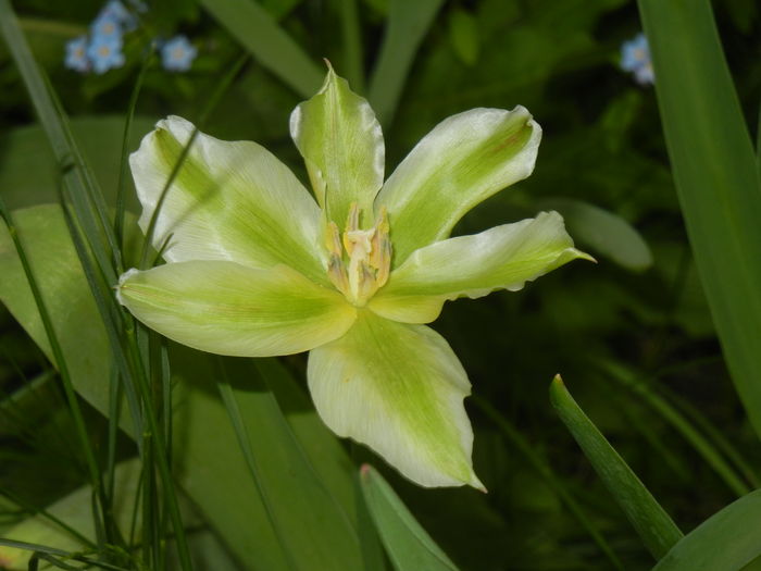 Tulipa Spring Green (2016, April 14)