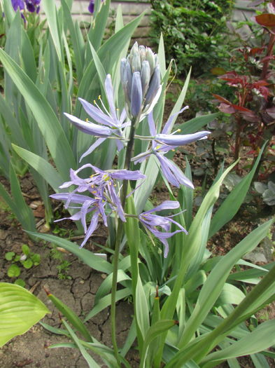 Camassia