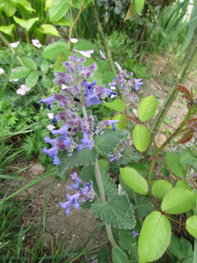 Nepeta