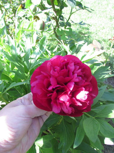 Bujor Rubra Plena