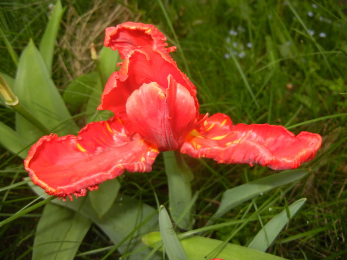Tulipa Rococo (2016, April 14) - Tulipa Rococo Parrot