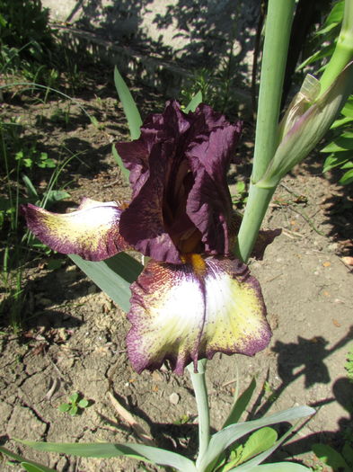 Burgundy Brown - Irisi 2016