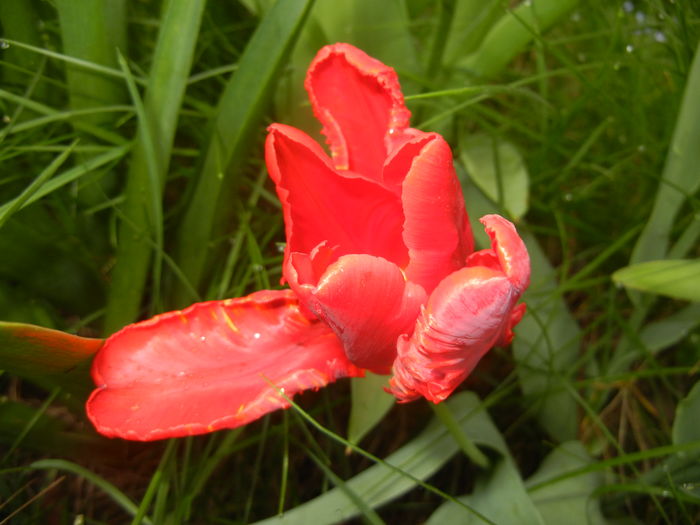 Tulipa Rococo (2016, April 14) - Tulipa Rococo Parrot