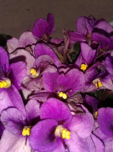 20160426_122051 - VIOLETE 2016