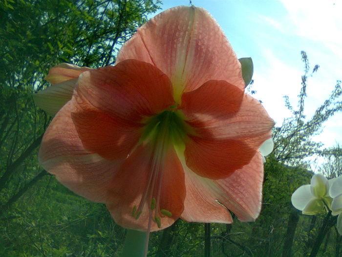 Fotografie1246 - Hippeastrum