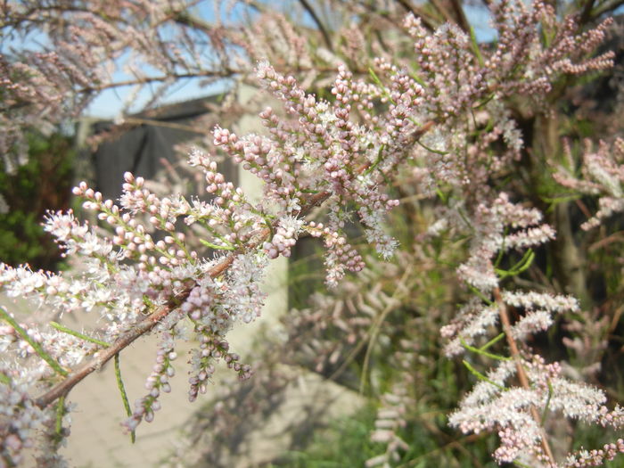 Tamarix tetranda (2016, April 17)