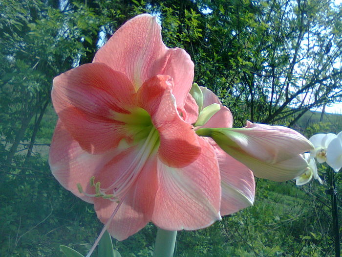 Fotografie1247 - Hippeastrum