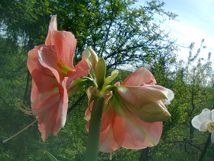 Fotografie1248 - Hippeastrum