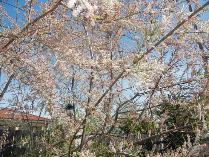 Tamarix tetranda (2016, April 17)