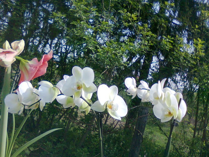 Fotografie1251 - Hippeastrum