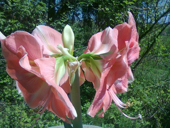 Fotografie1253 - Hippeastrum