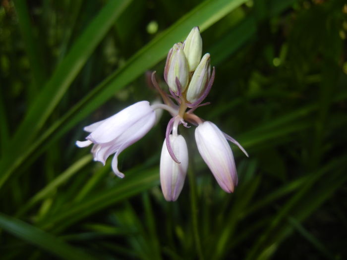 Hyacinthoides hispanica (2016, Apr.17)