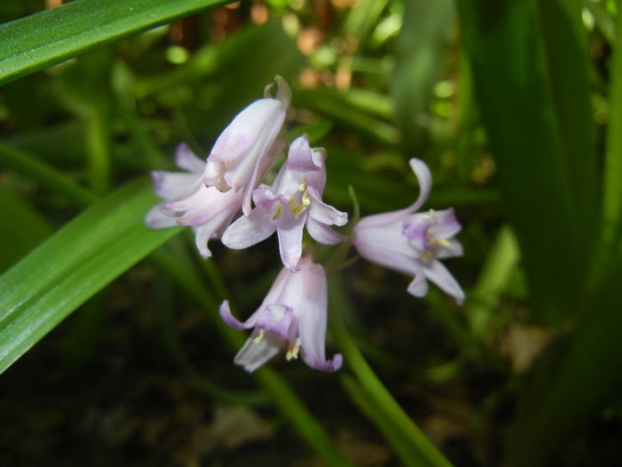 Hyacinthoides hispanica (2016, Apr.17)