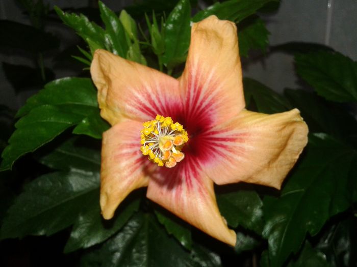 20160503_101237 - HIBISCUS 2016