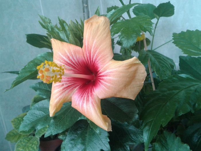 20160503_101321 - HIBISCUS 2016