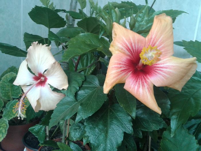 20160503_101524 - HIBISCUS 2016
