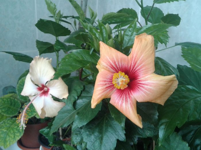 20160503_101546 - HIBISCUS 2016