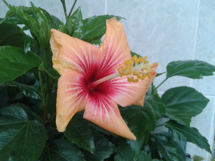 20160503_101606 - HIBISCUS 2016