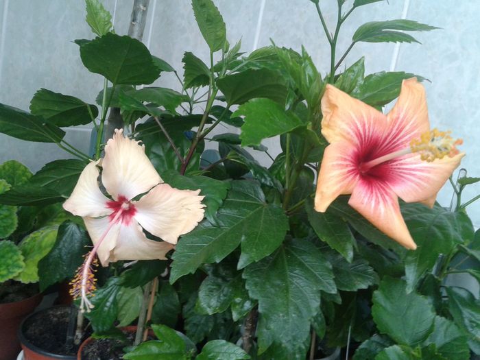 20160503_101857 - HIBISCUS 2016