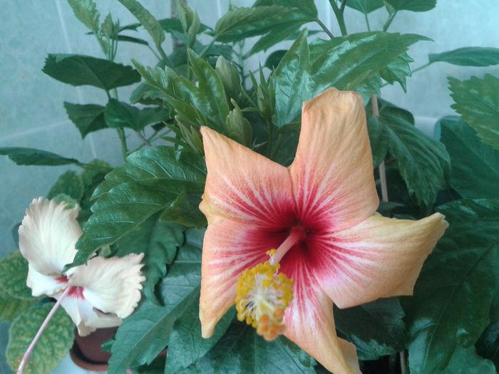 20160503_101917 - HIBISCUS 2016