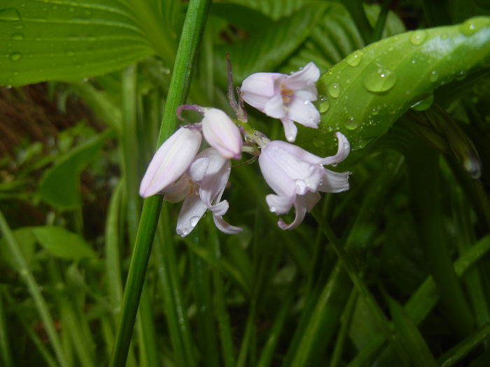 Hyacinthoides hispanica (2016, Apr.19)