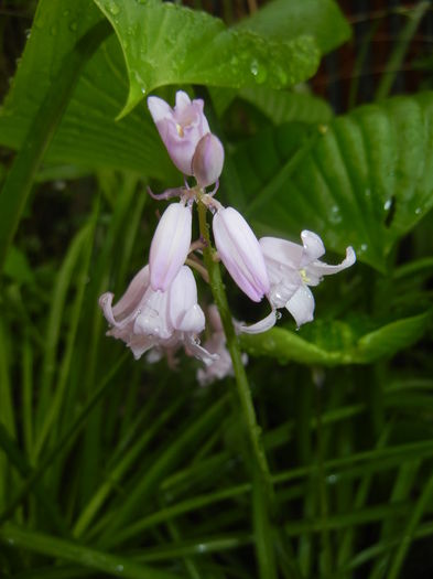 Hyacinthoides hispanica (2016, Apr.19)