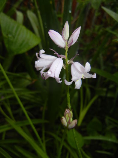 Hyacinthoides hispanica (2016, Apr.19)