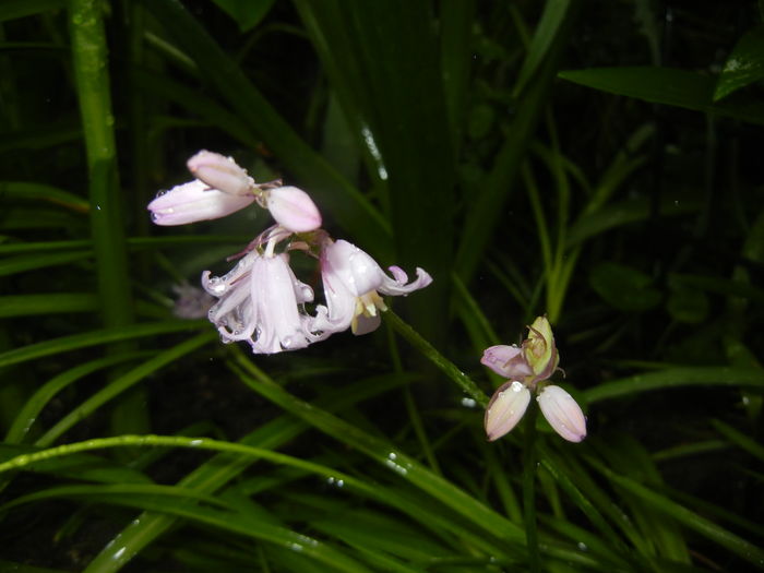Hyacinthoides hispanica (2016, Apr.20)
