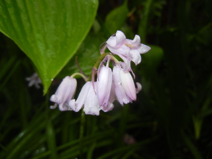 Hyacinthoides hispanica (2016, Apr.20)