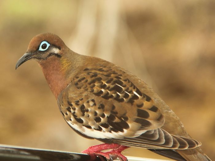 Zenaida galapagoensis