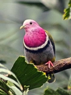 ptilinopus porphyreus