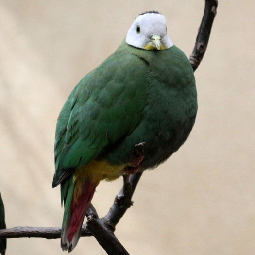 ptilinopus melanospilus