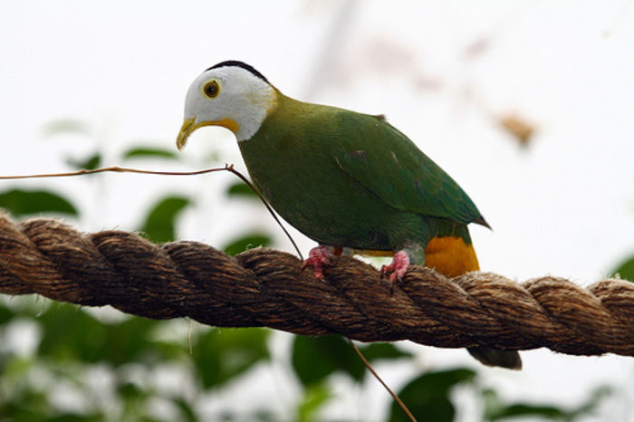 ptilinopus melanospilus