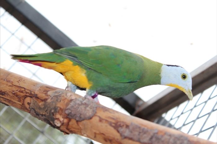 ptilinopus melanospilus