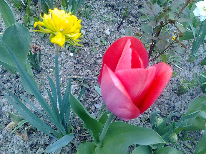  - LALELE- RUNCSOR 2016