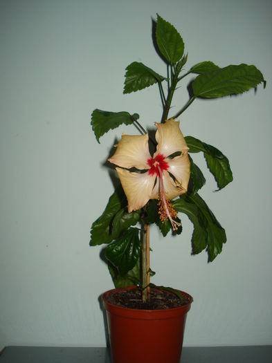 DSC05216 - Hibiscus Sry Lanka