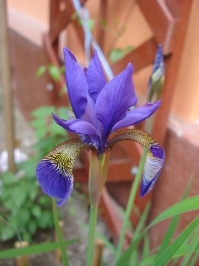 iris (2)