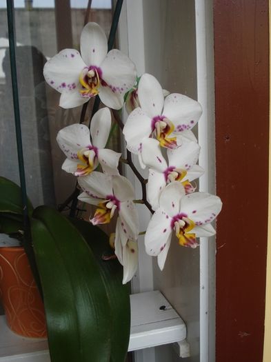 parfum sau culoare (7) - b 2016 - in interior