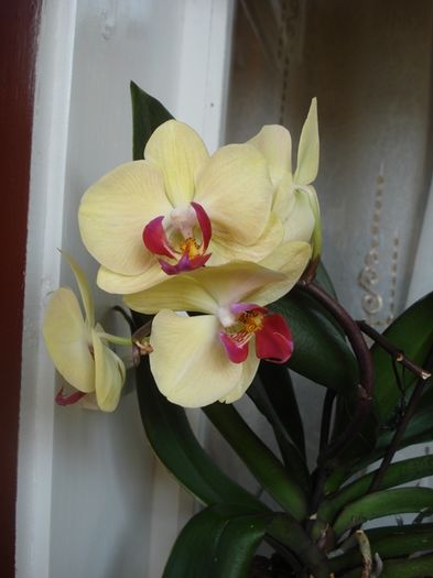 parfum sau culoare (8)