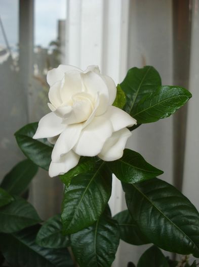 parfum sau culoare (3)