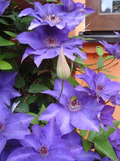 un varf de inflorire (7) - Clematis The President