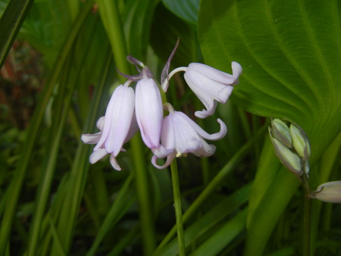 Hyacinthoides hispanica (2016, Apr.21) - HYACINTHOIDES Hispanica