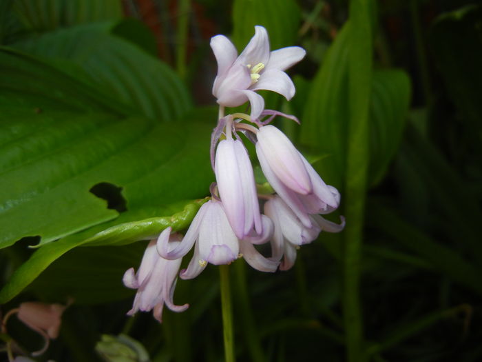 Hyacinthoides hispanica (2016, Apr.21) - HYACINTHOIDES Hispanica