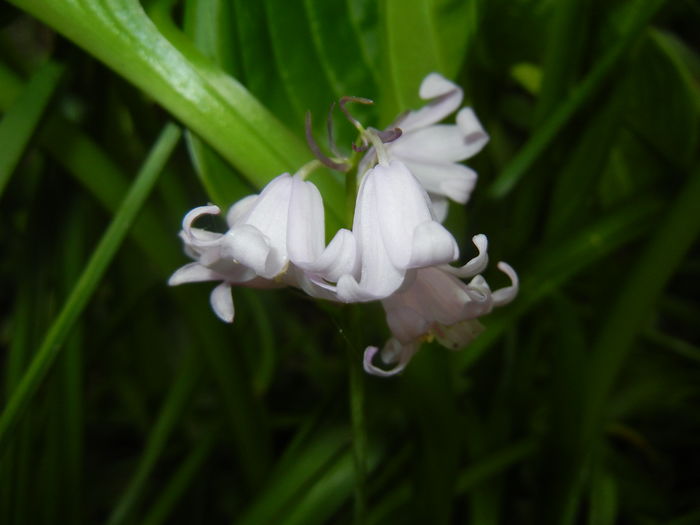 Hyacinthoides hispanica (2016, Apr.24)