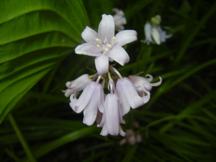 Hyacinthoides hispanica (2016, Apr.24) - HYACINTHOIDES Hispanica