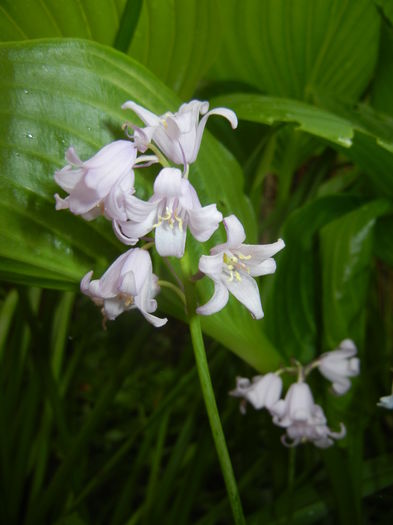 Hyacinthoides hispanica (2016, Apr.24)
