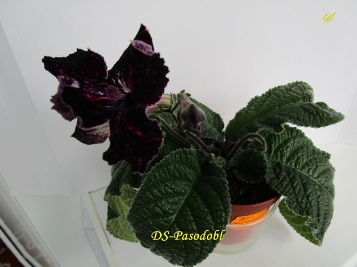 DS-Pasodobl (3-05-2016) - Streptocarpusi 2016