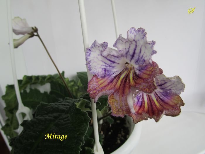 Mirage(3-05-2016) - Streptocarpusi 2016