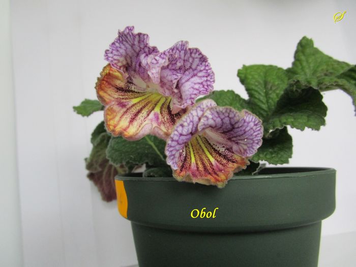 Obol (3-05-2016) - Streptocarpusi 2016